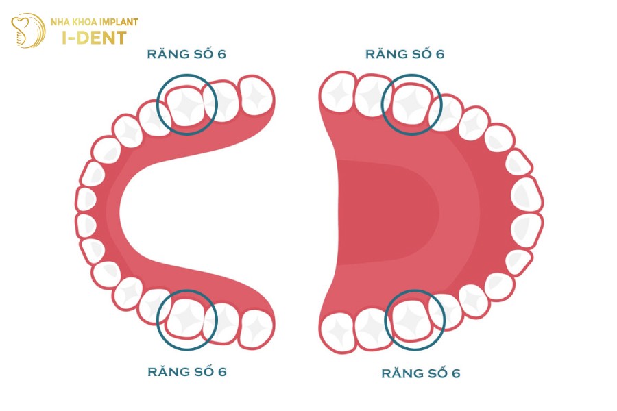 Rang-so-6-giu-vai-tro-an-nhai-quan-trong