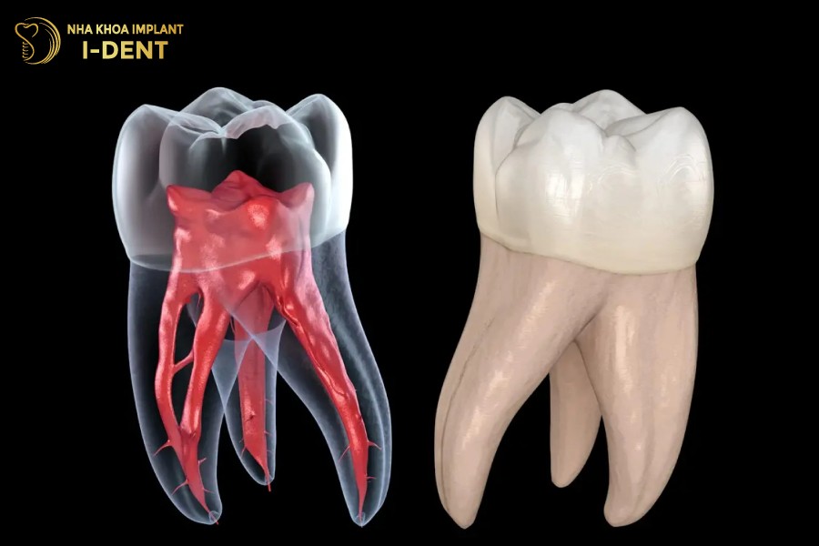 Tuy-co-chuc-nang-nuoi-duong-va-dan-truyen-cam-giac-cho-rang