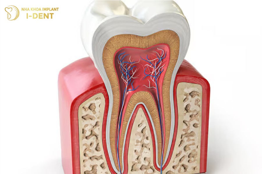 Tuy-la-bo-phan-nuoi-song-toan-bo-rang