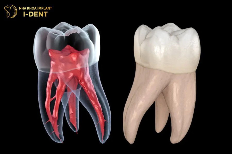 Tuy-rang-la-bo-phan-nuoi-song-toan-bo-than-va-chan-rang