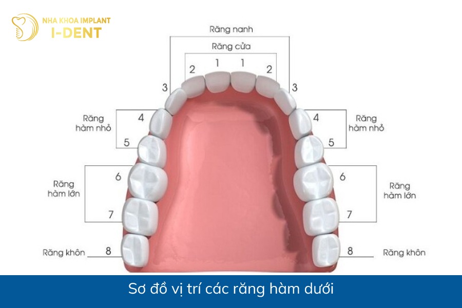 mất răng hàm dưới