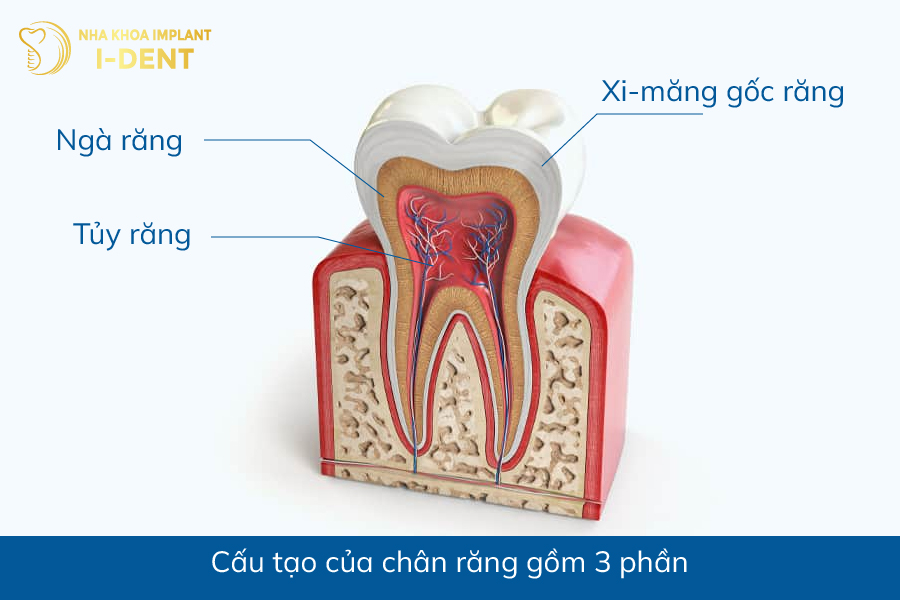 Cấu tạo của chân răng