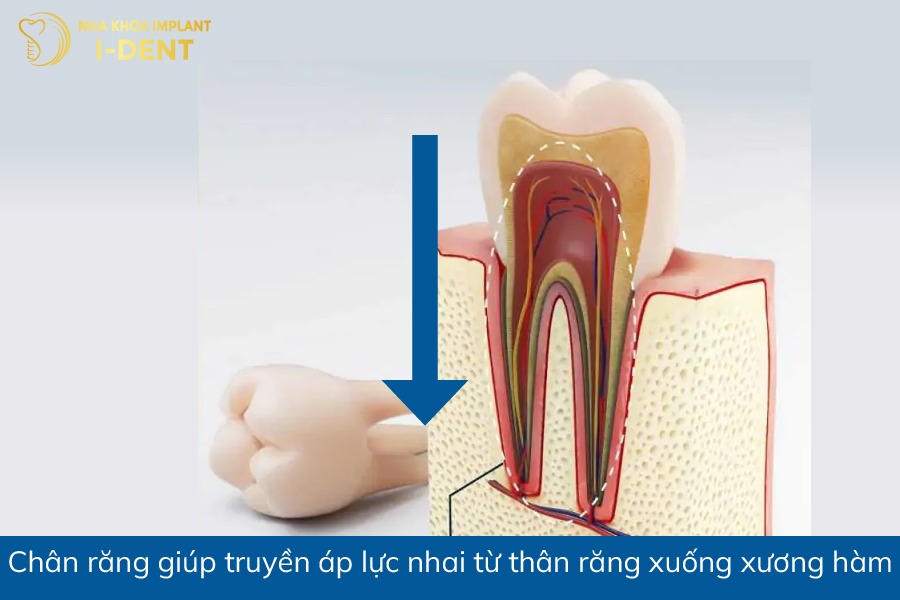 Chức năng của chân răng