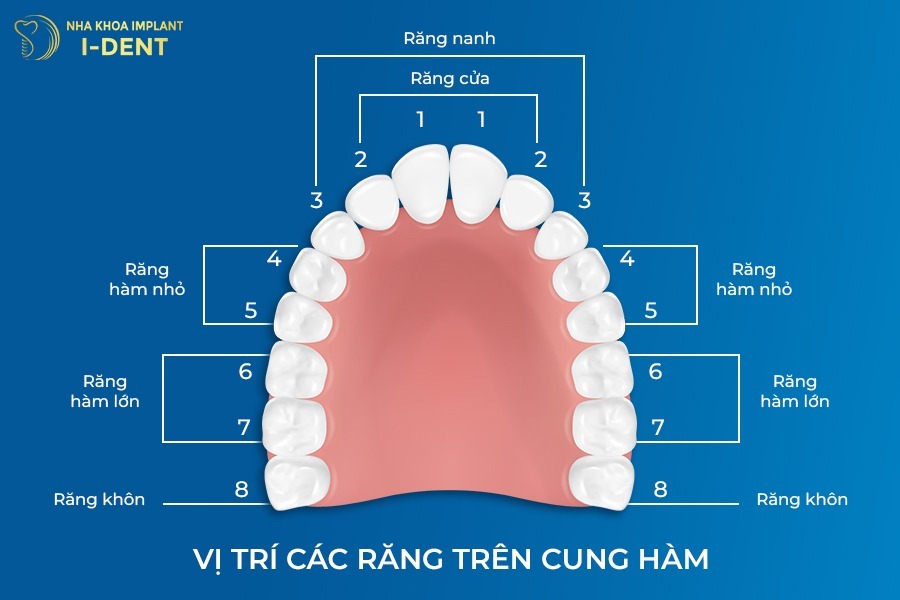 mất răng hàm có bị hóp má không