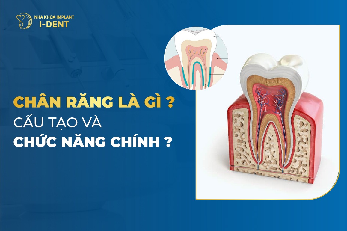 Chân răng là gì? Cấu tạo và chức năng chính