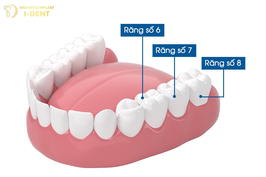 Răng số 7 là răng trụ lực chính, đảm nhiệm vai trò nghiền nát thức ăn.