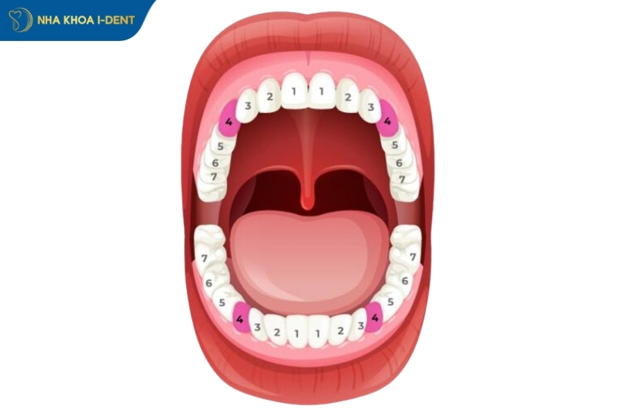 nhổ răng số 4 ảnh hưởng gì